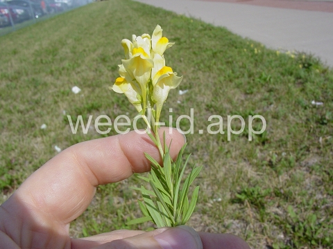 toadflax, yellow